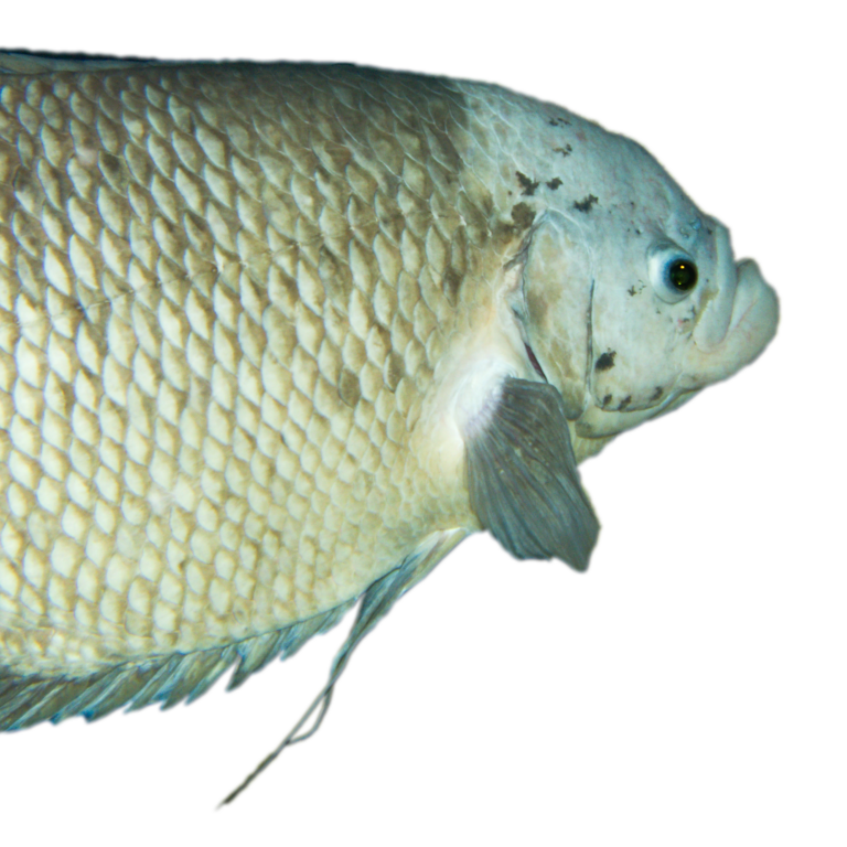 osphronemus goramy